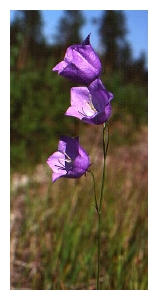 CAMPANULA percisifolia